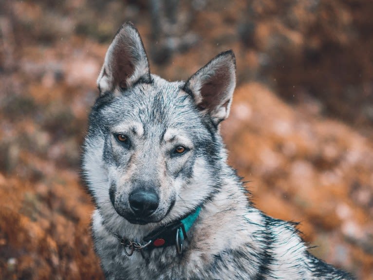 Olav, a Czechoslovakian Vlcak and German Shepherd Dog mix tested with EmbarkVet.com