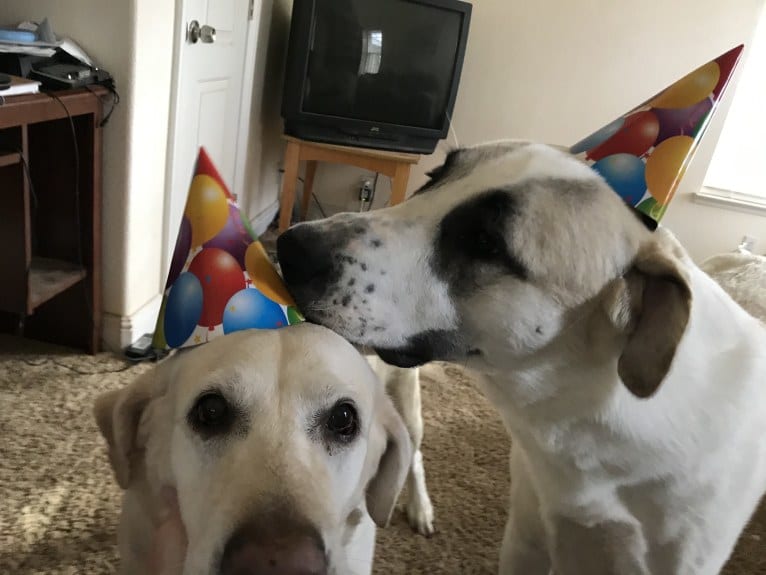 Rocket, an Anatolian Shepherd Dog tested with EmbarkVet.com