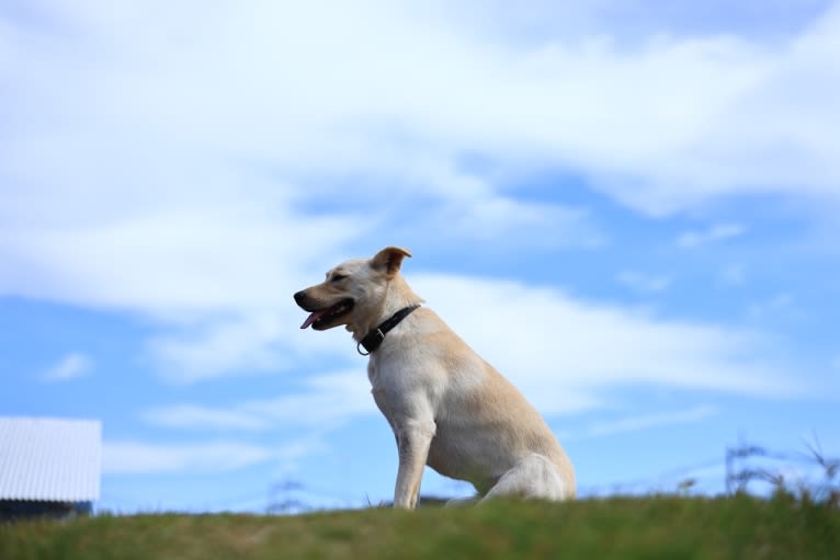 aoi, a Shiba Inu and Japanese Spitz mix tested with EmbarkVet.com