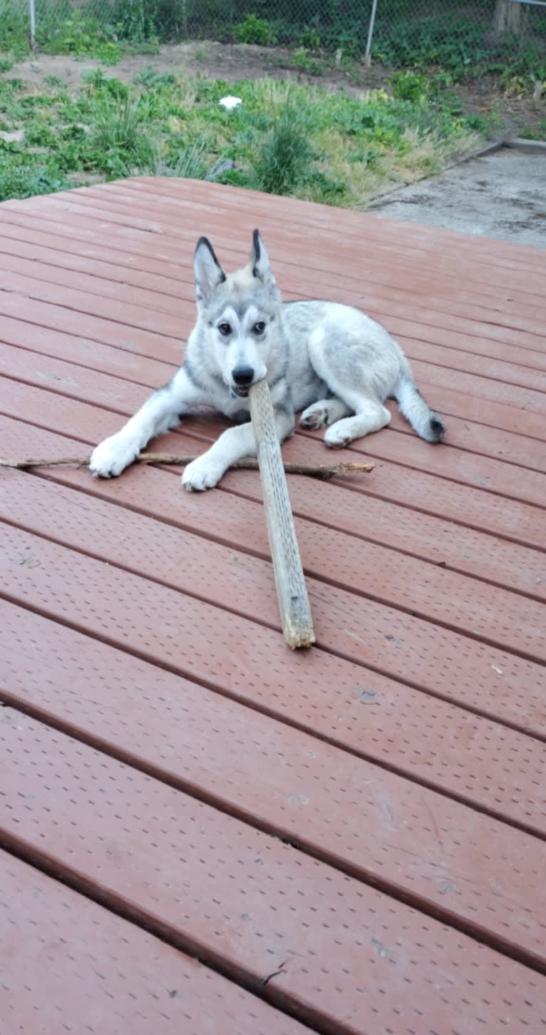 Yomi, an Alaskan Malamute and Siberian Husky mix tested with EmbarkVet.com