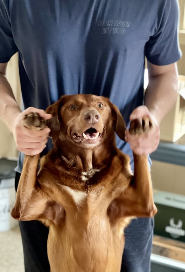 Scarlett, a Redbone Coonhound and Labrador Retriever mix tested with EmbarkVet.com