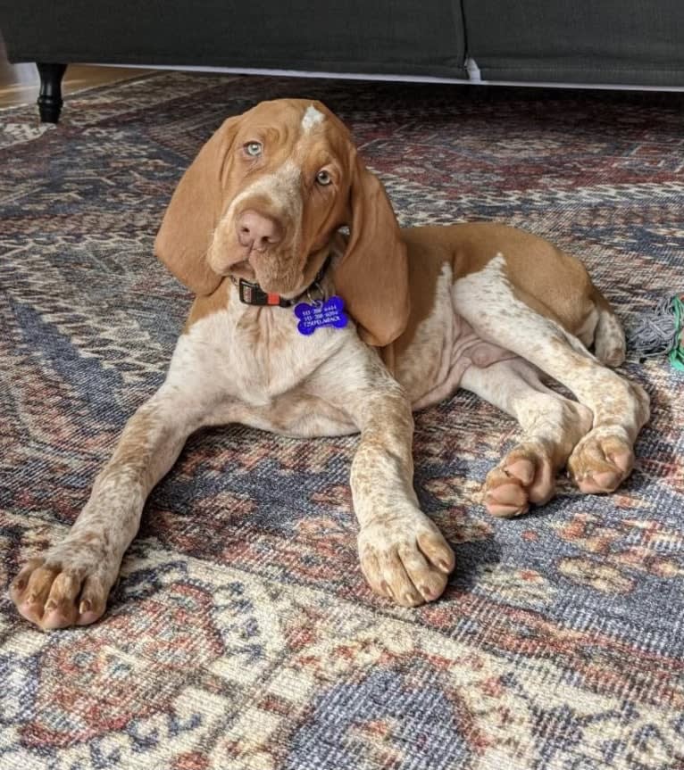 Archie, a Bracco Italiano tested with EmbarkVet.com