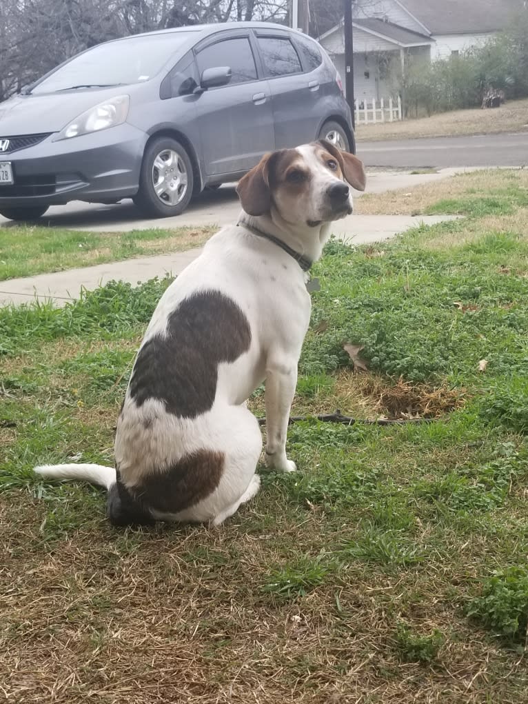 Clyde, a Basset Hound and Australian Cattle Dog mix tested with EmbarkVet.com