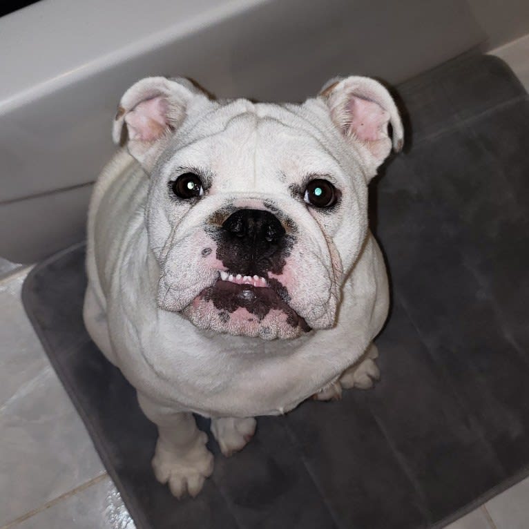 Luna, a Bulldog tested with EmbarkVet.com