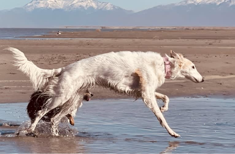 Suki, a Silken Windhound tested with EmbarkVet.com