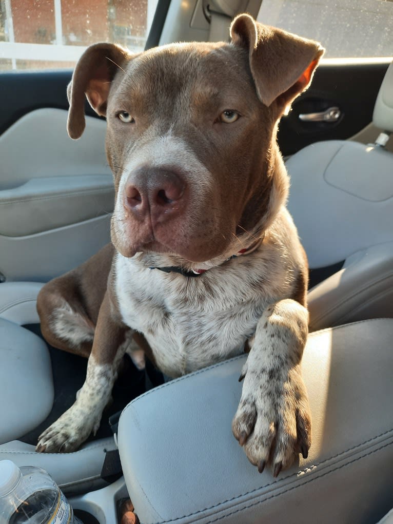 Elliot, an American Pit Bull Terrier and Australian Cattle Dog mix tested with EmbarkVet.com