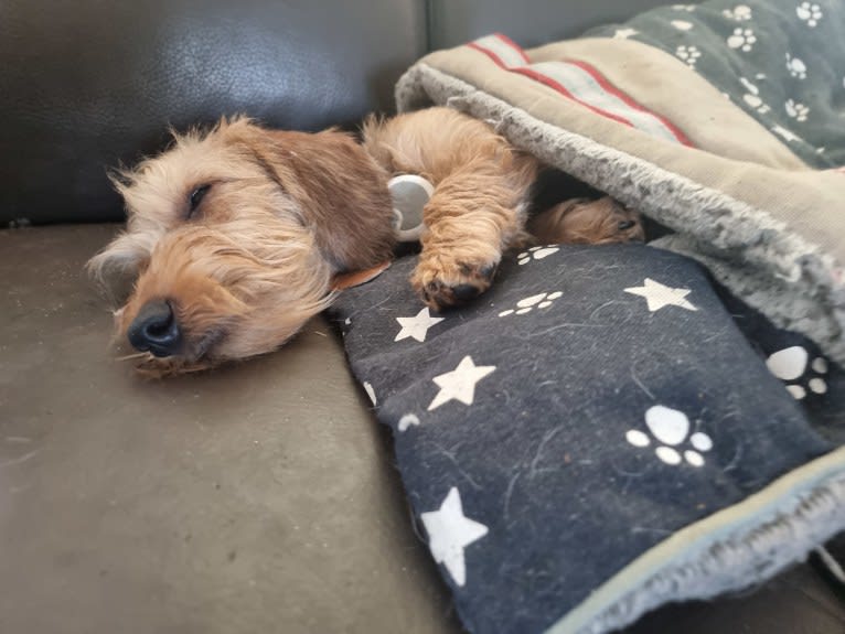 Clio van de Peelhelden, a Dachshund tested with EmbarkVet.com