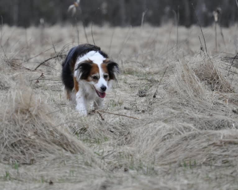 Turbo, an English Setter and Brittany mix tested with EmbarkVet.com