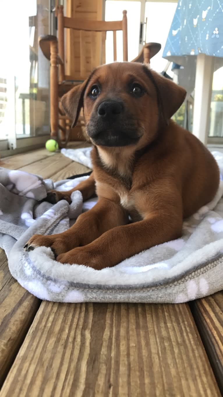 Beau, a Labrador Retriever and German Shepherd Dog mix tested with EmbarkVet.com