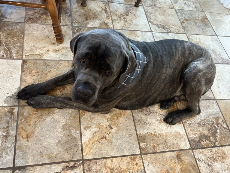 Rocco Roman Hughes, a Cane Corso tested with EmbarkVet.com