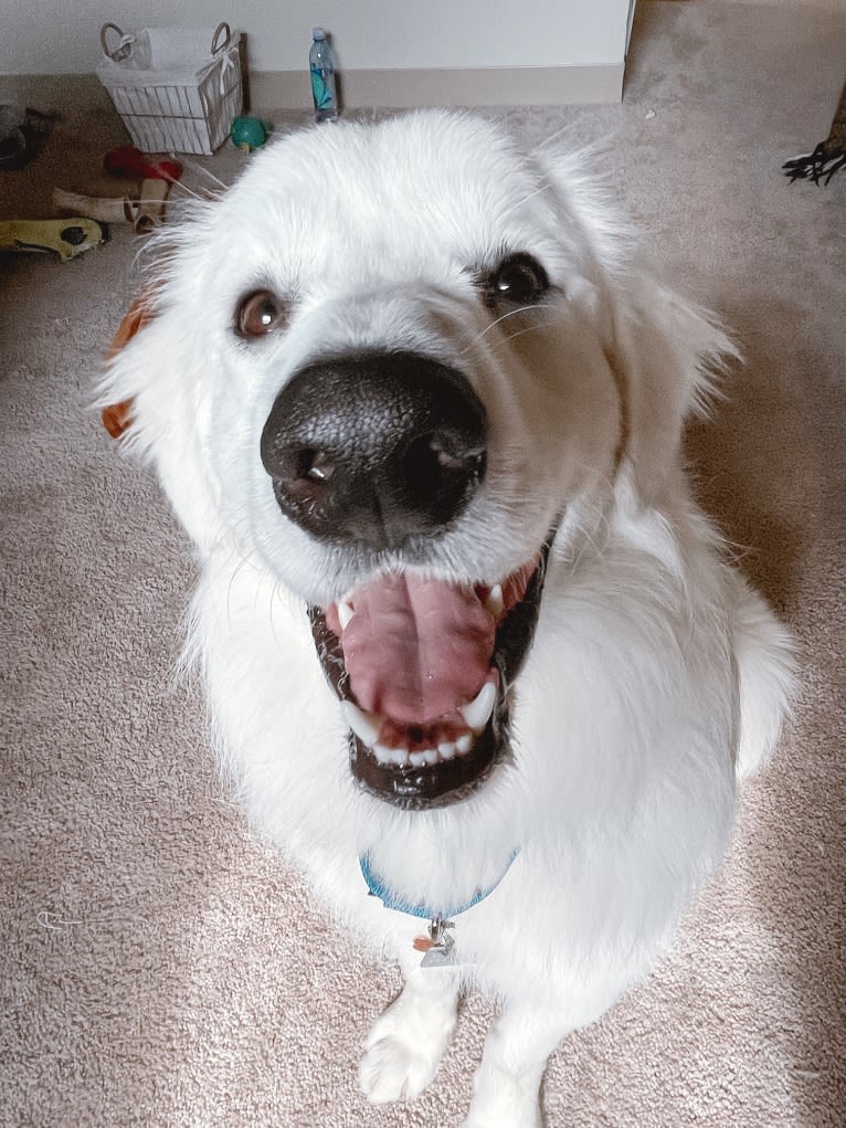 Finn, a Great Pyrenees and Beagle mix tested with EmbarkVet.com