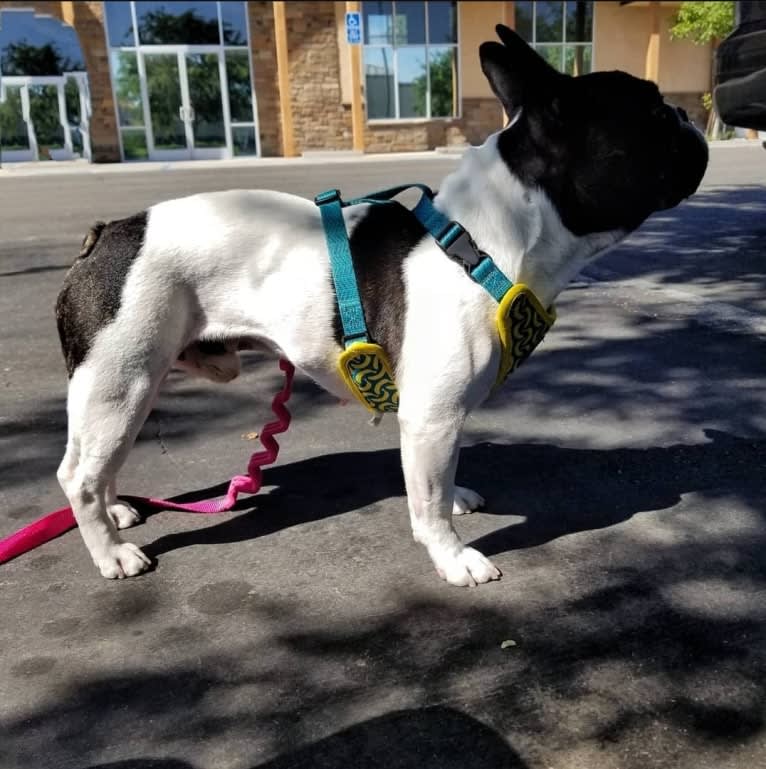 Koichi “Kohh”, a French Bulldog tested with EmbarkVet.com