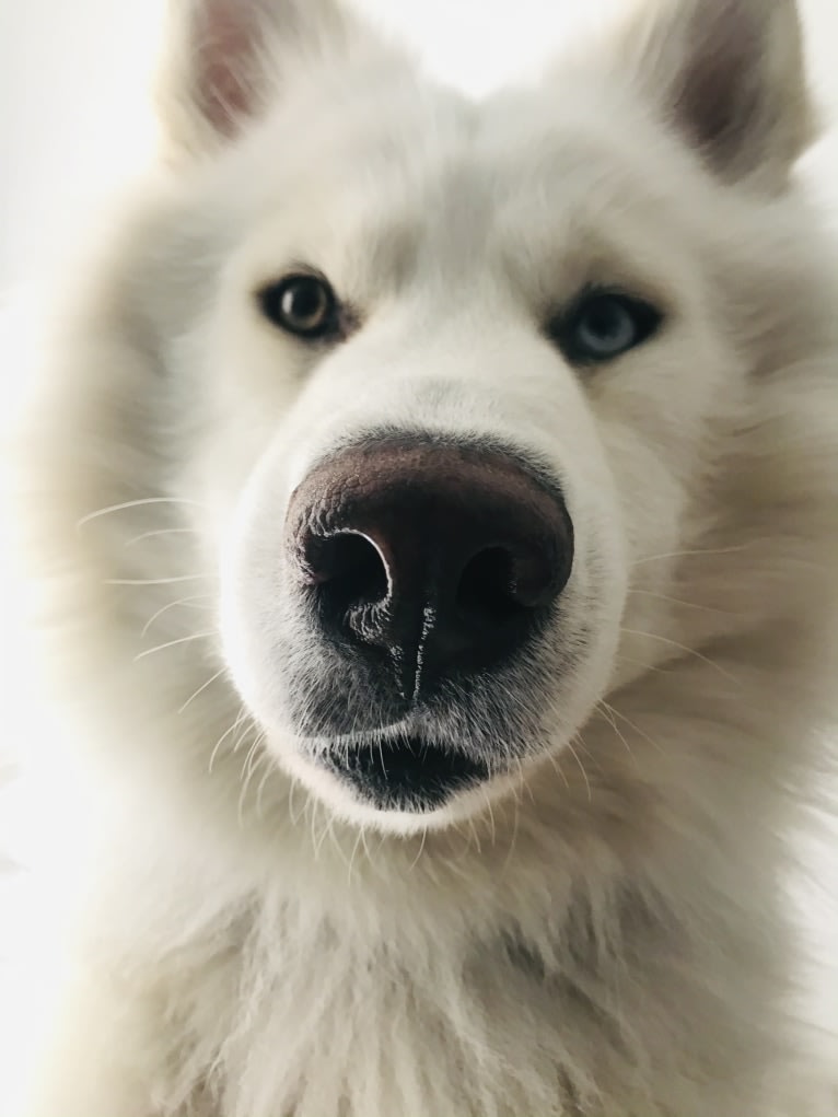 Ban, a Siberian Husky and German Shepherd Dog mix tested with EmbarkVet.com