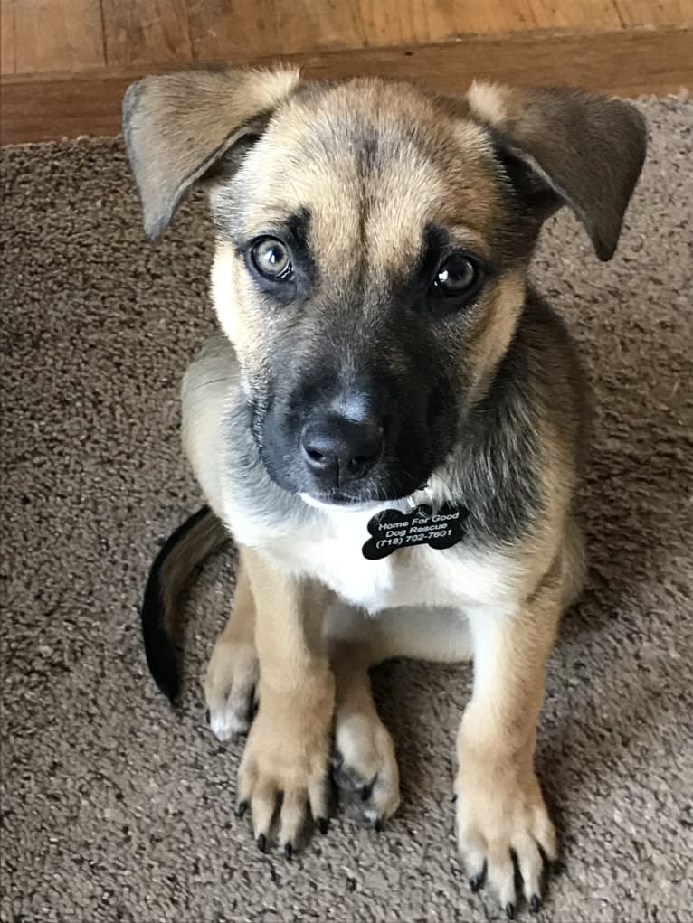 Nova, an American Pit Bull Terrier and German Shepherd Dog mix tested with EmbarkVet.com