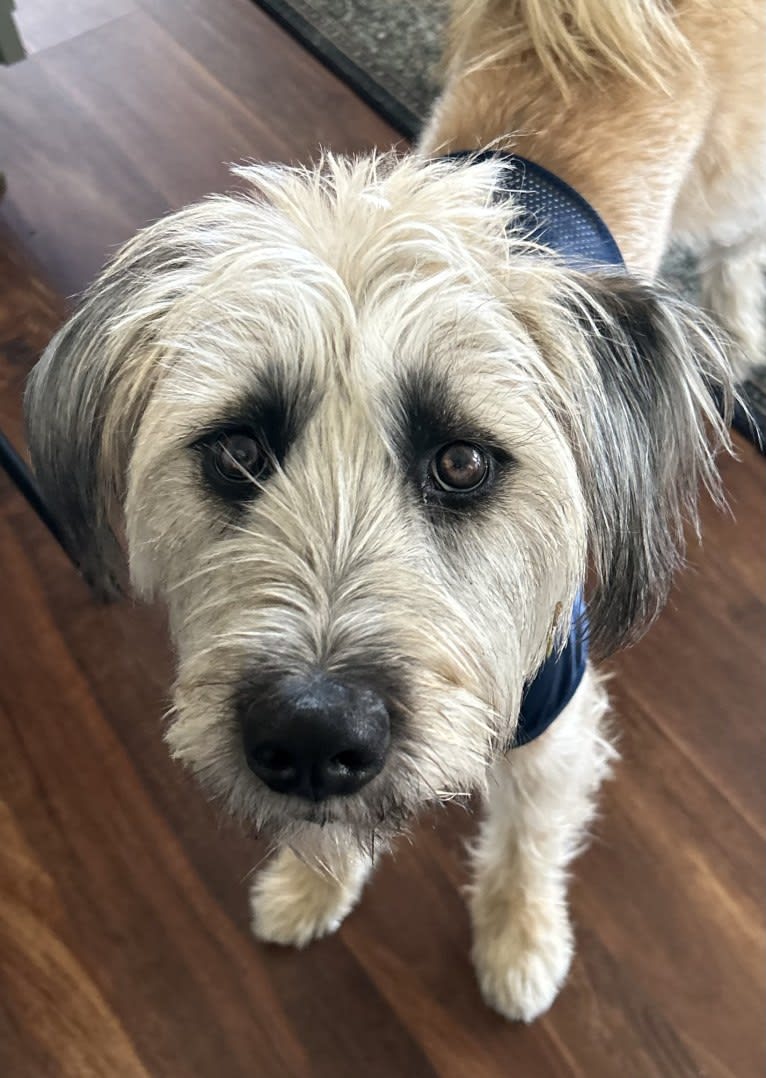 Pickles, a Norwegian Elkhound and Soft Coated Wheaten Terrier mix tested with EmbarkVet.com