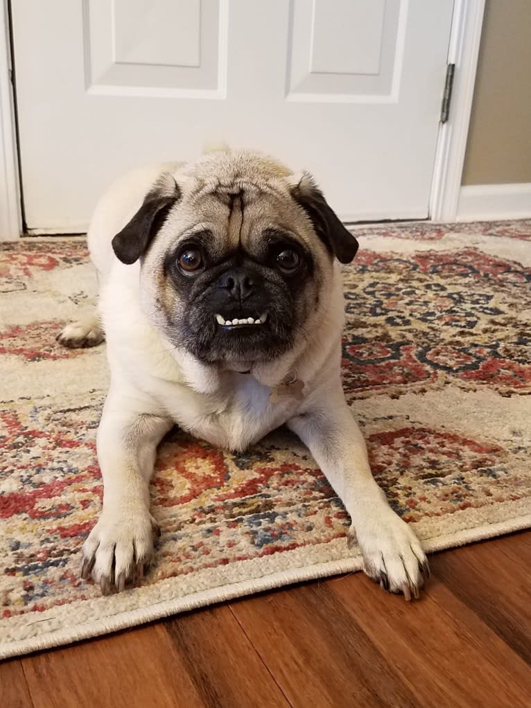 Rosco, a Pug and Pomeranian mix tested with EmbarkVet.com