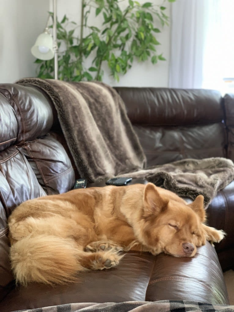 PHOENIX, a Chow Chow and Australian Shepherd mix tested with EmbarkVet.com