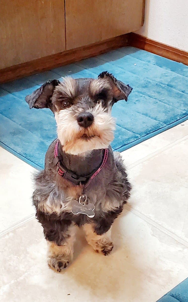 Minnie, a Miniature Schnauzer tested with EmbarkVet.com