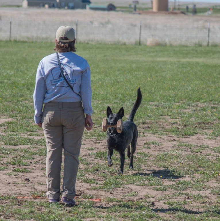 Nike des las Flores, a Dutch Shepherd tested with EmbarkVet.com