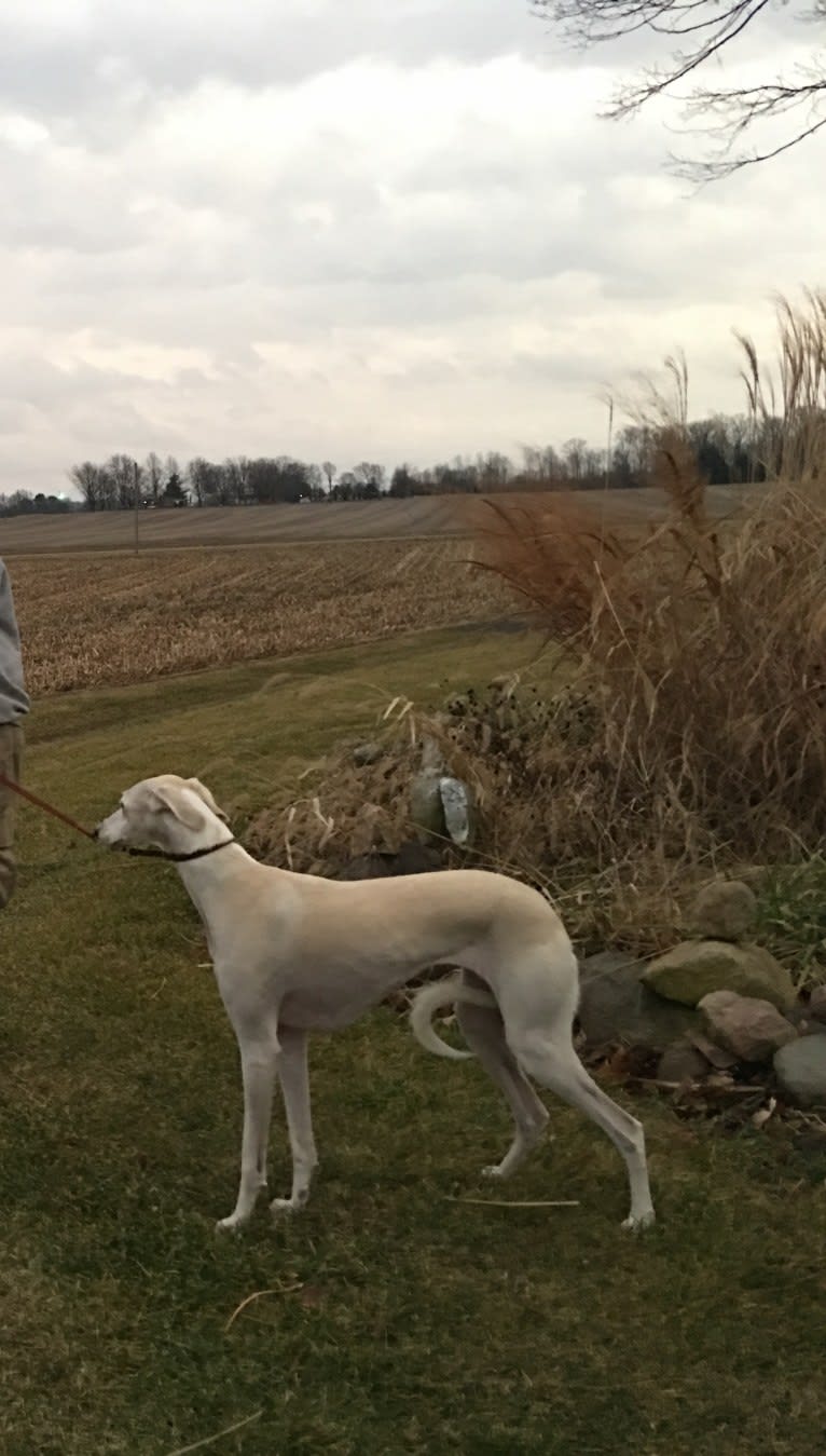 Yeager, a Saluki tested with EmbarkVet.com
