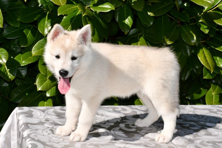 Astraea, a Gerberian Shepsky tested with EmbarkVet.com