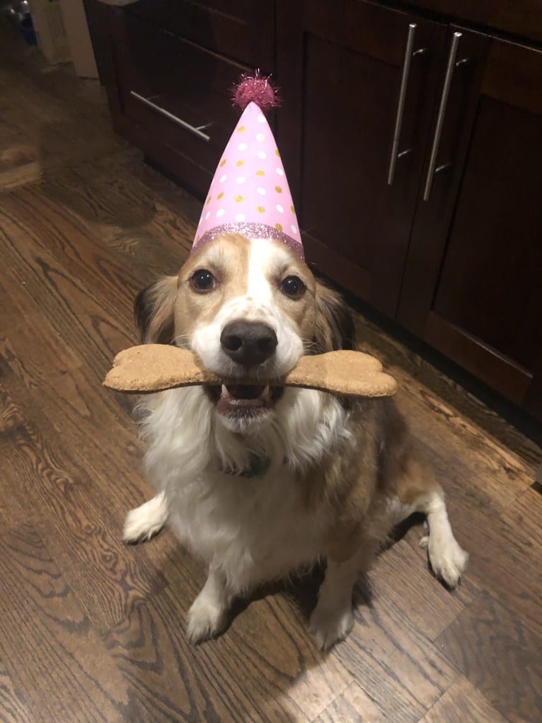 Luna, an English Springer Spaniel and Australian Shepherd mix tested with EmbarkVet.com