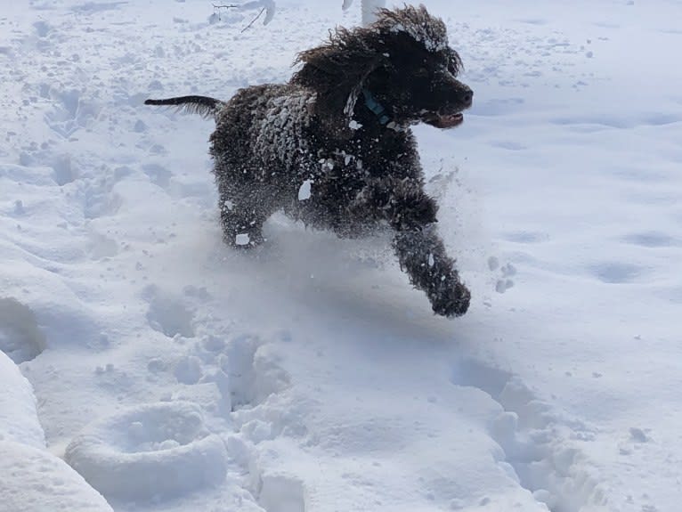 Ruairi, an Irish Water Spaniel tested with EmbarkVet.com