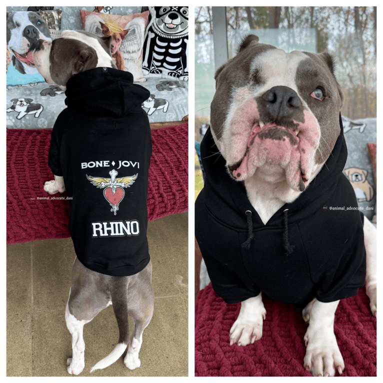 Rhino, an American Bully and Bulldog mix tested with EmbarkVet.com