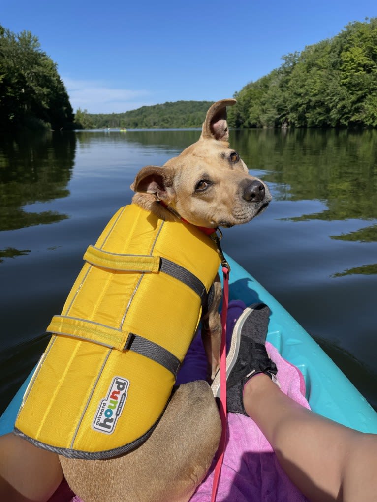 Winnie, an American Pit Bull Terrier tested with EmbarkVet.com