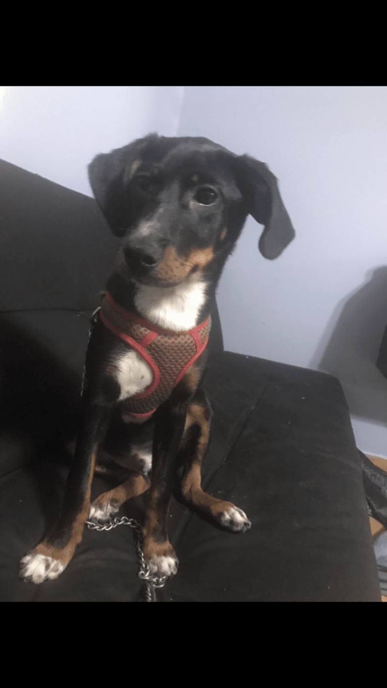 River, a Beagle and Chihuahua mix tested with EmbarkVet.com