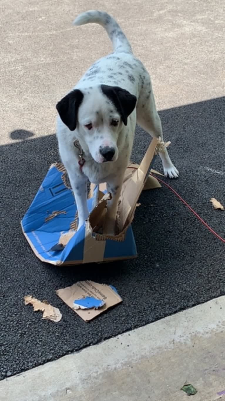 RIVER, a Great Pyrenees and Boxer mix tested with EmbarkVet.com