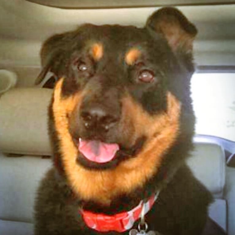 Bruno, a Rottweiler and Australian Cattle Dog mix tested with EmbarkVet.com