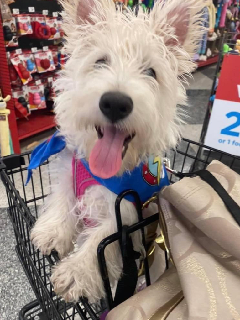 Scottie Skye Smiling at Me, a Scottish Terrier tested with EmbarkVet.com