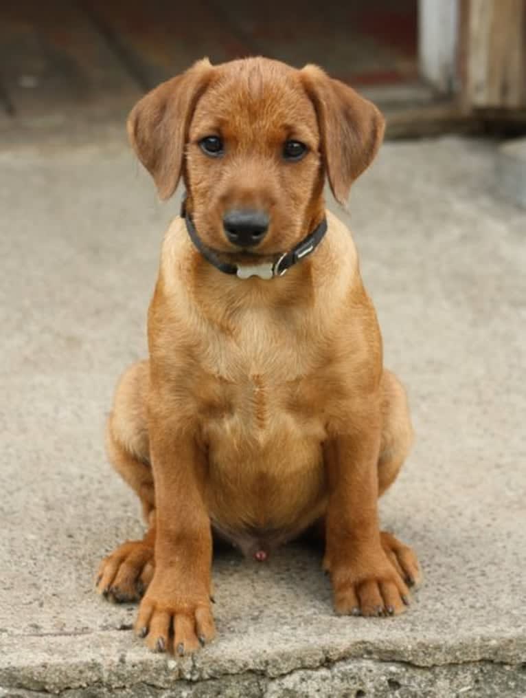 Väinö, a German Pinscher and Standard Schnauzer mix tested with EmbarkVet.com