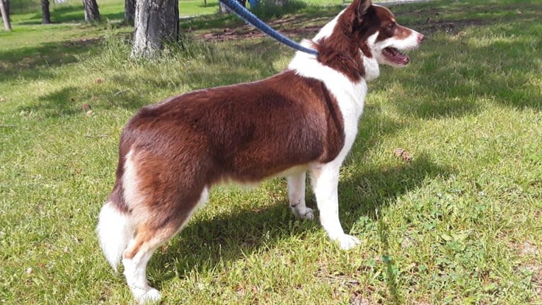 Aska, an Icelandic Sheepdog tested with EmbarkVet.com