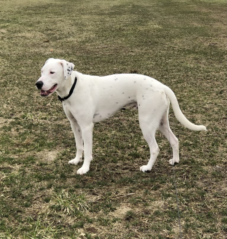 Dylan, an American Bully and Great Pyrenees mix tested with EmbarkVet.com