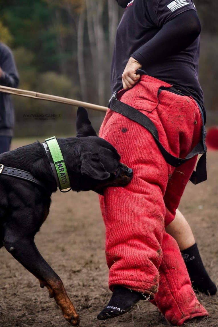 Kratos Raiju, a Rottweiler tested with EmbarkVet.com