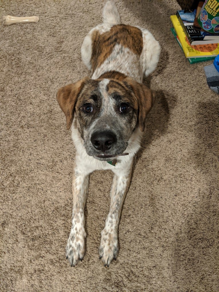 Monty, an Australian Cattle Dog and Labrador Retriever mix tested with EmbarkVet.com