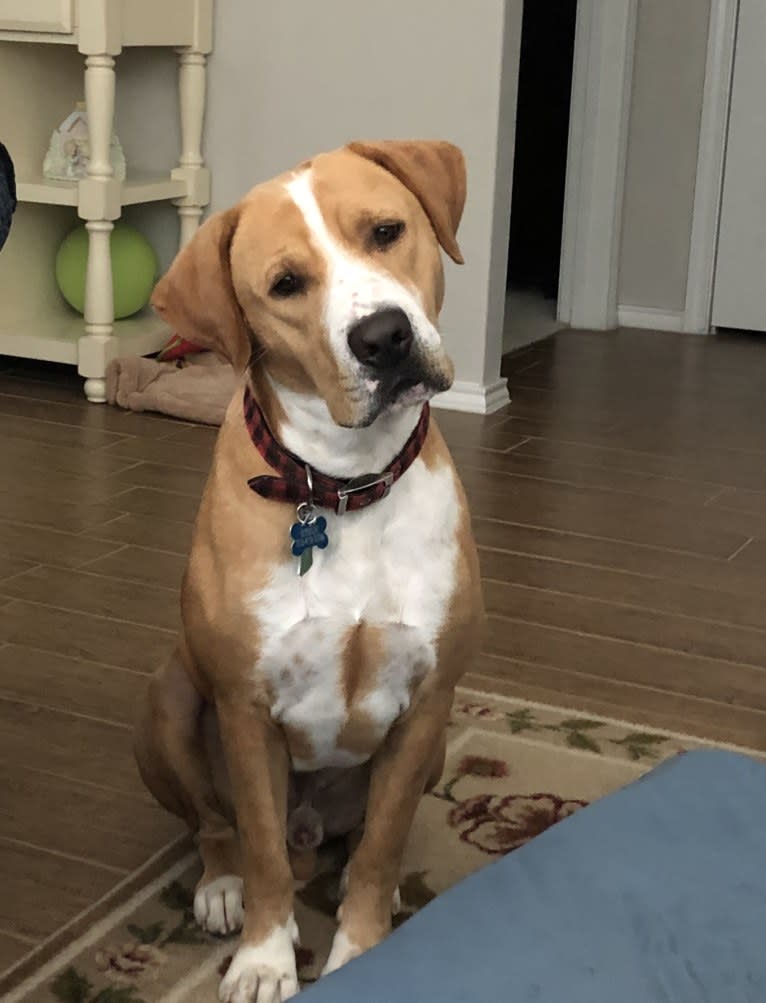 Byron, an American Pit Bull Terrier and Labrador Retriever mix tested with EmbarkVet.com