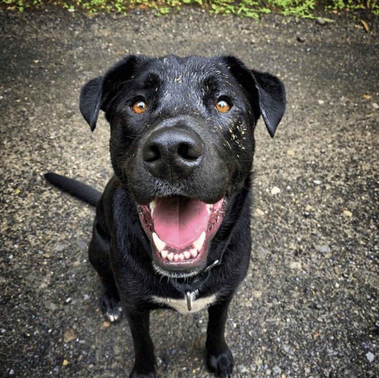 Mooshie, an American Pit Bull Terrier and German Shepherd Dog mix tested with EmbarkVet.com