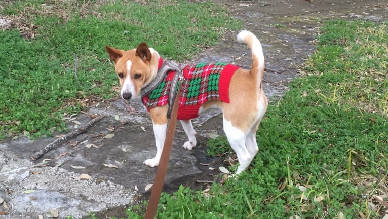 Nancy, a Chihuahua and Great Pyrenees mix tested with EmbarkVet.com