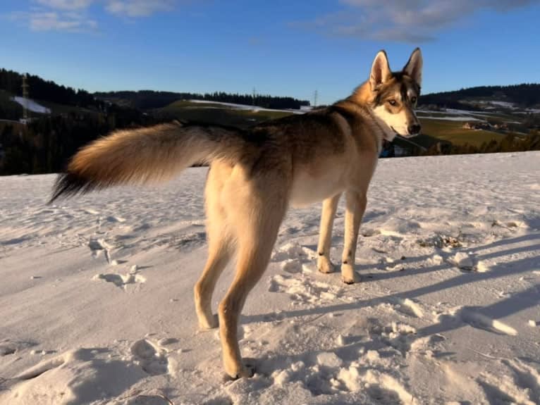 Zev a dog tested with EmbarkVet.com