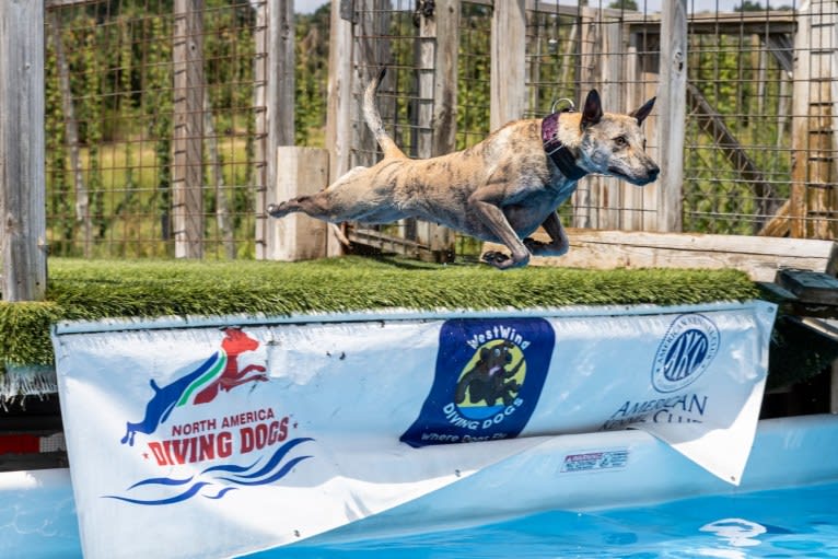 Dragon, a Phu Quoc Ridgeback tested with EmbarkVet.com