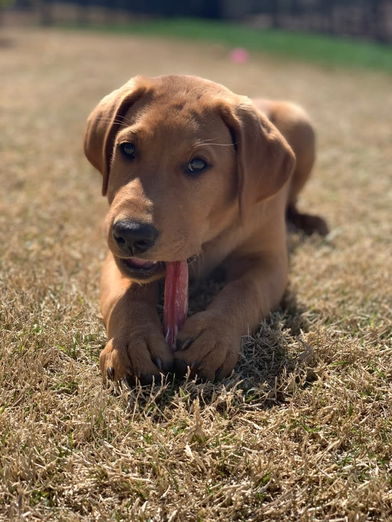 Rip, a Labrador Retriever tested with EmbarkVet.com