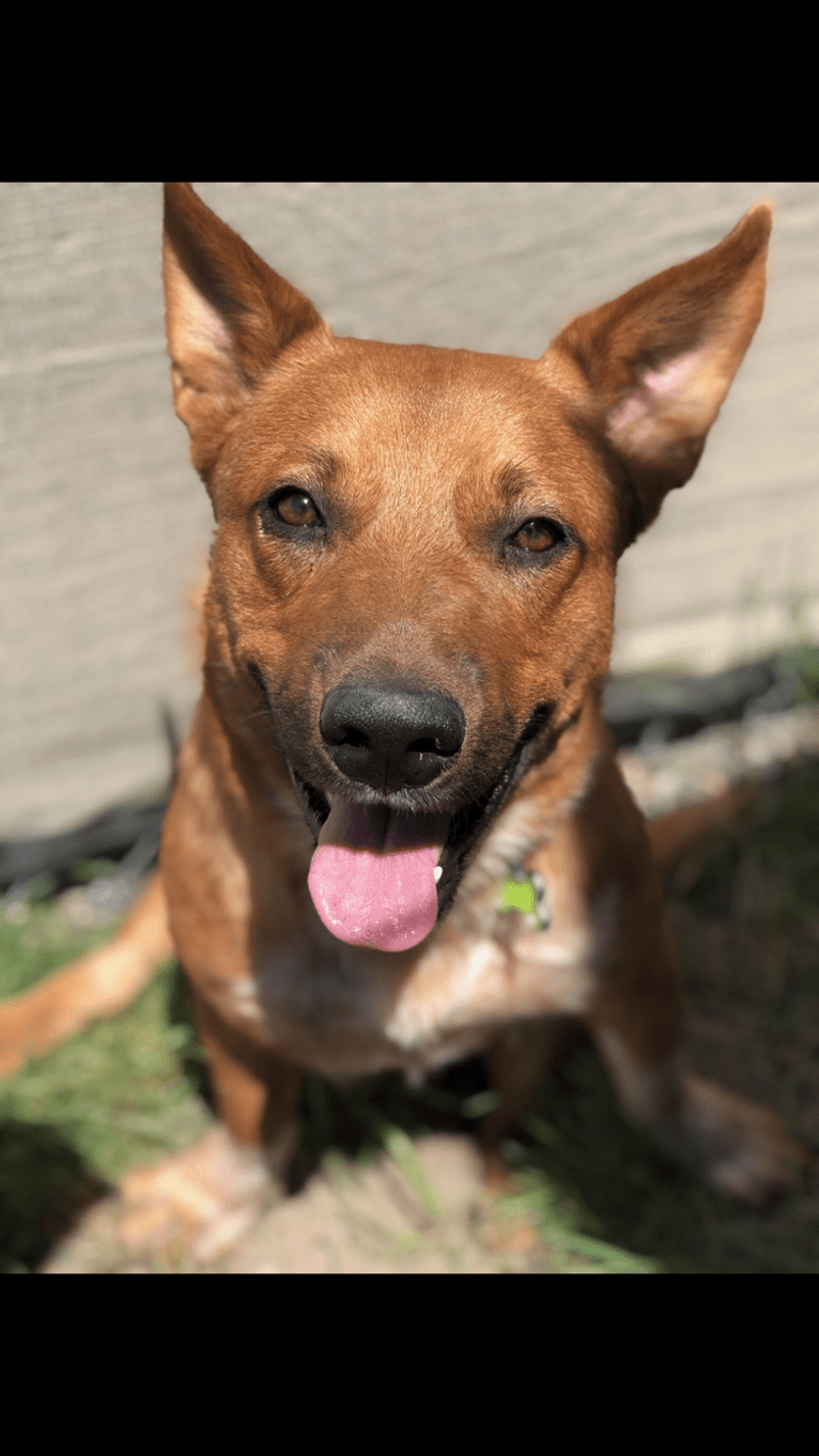 Kit, an Australian Cattle Dog and American Pit Bull Terrier mix tested with EmbarkVet.com