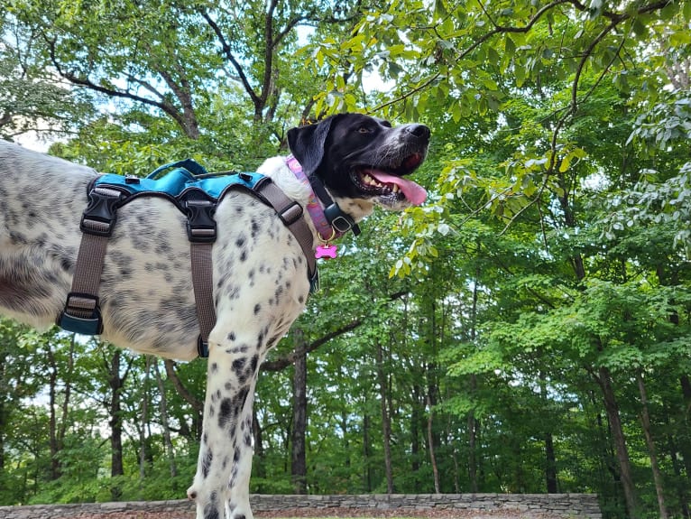 Millie, a Labrador Retriever and Great Pyrenees mix tested with EmbarkVet.com