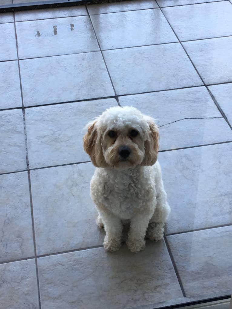 Leo, a Cavapoo tested with EmbarkVet.com