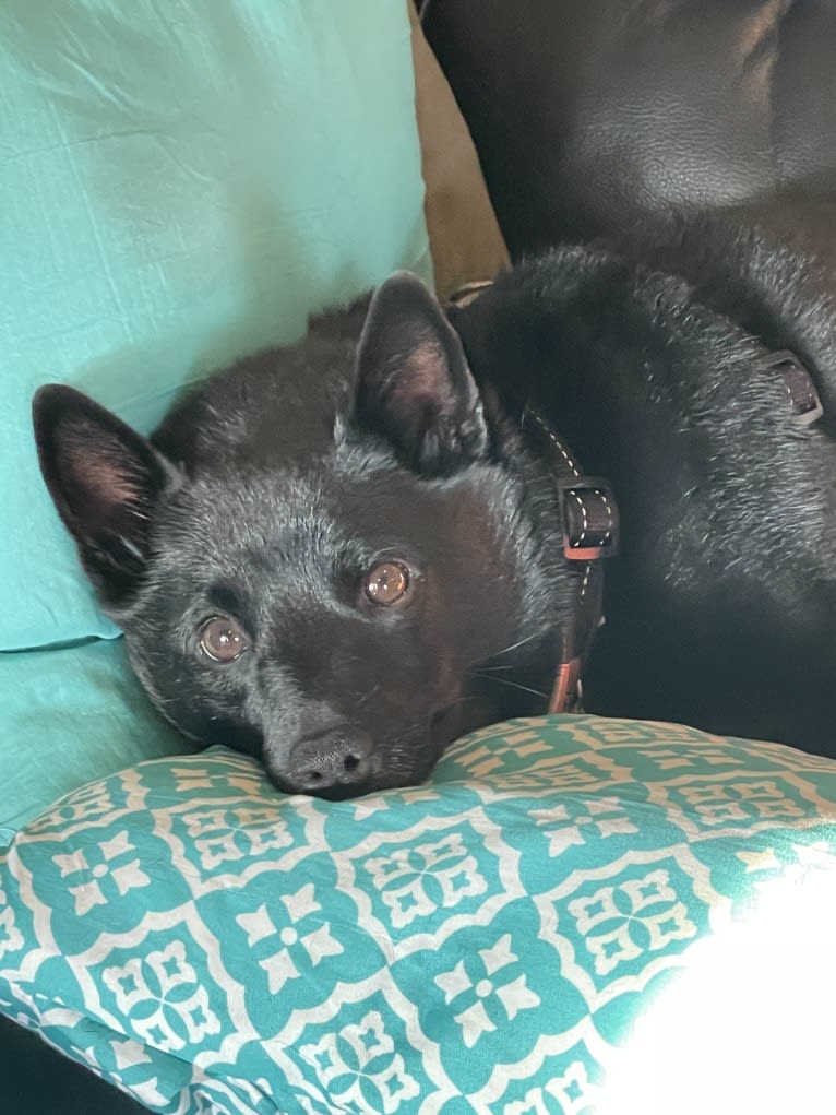 Reilly, a Schipperke and Rat Terrier mix tested with EmbarkVet.com