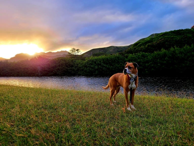 Kiah, an Australian Shepherd and Boxer mix tested with EmbarkVet.com