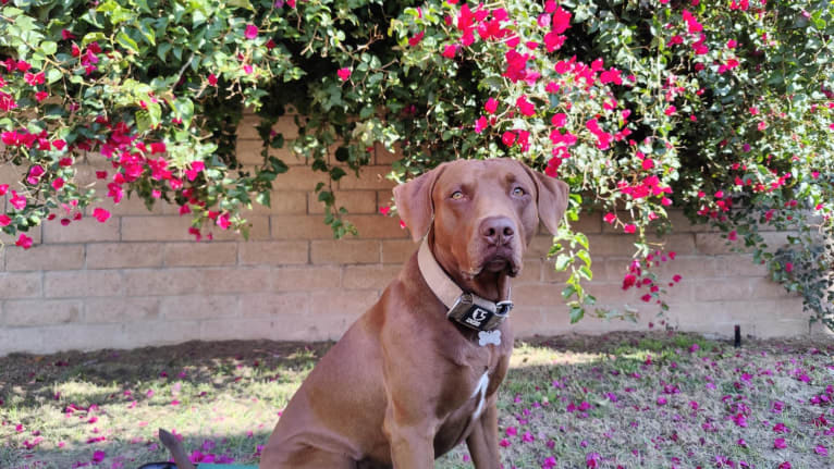 Kingston, a Weimaraner and Labrador Retriever mix tested with EmbarkVet.com